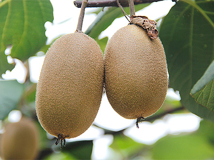 开云体育注册官网登录入口基地展示一