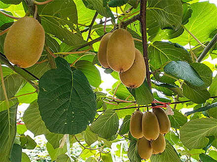 开云体育注册官网登录入口基地展示四