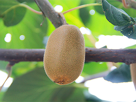 开云体育注册官网登录入口基地展示二